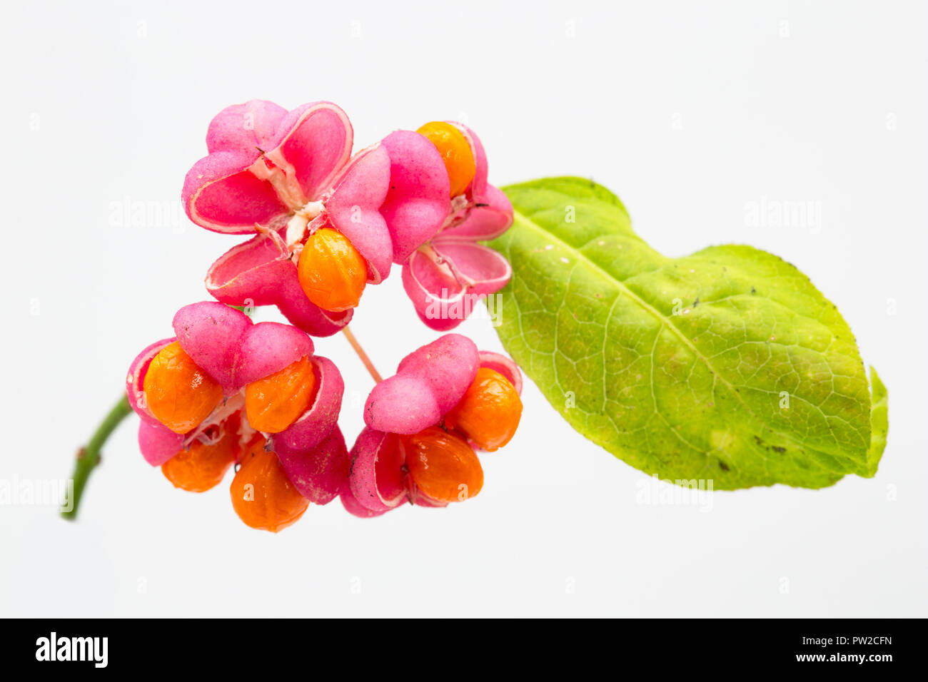 Früchte und Samen der Spindel Baum, Euonymus europaeus, in einem Studio auf weißem Hintergrund fotografiert. North Dorset England UK GB. Stockfoto