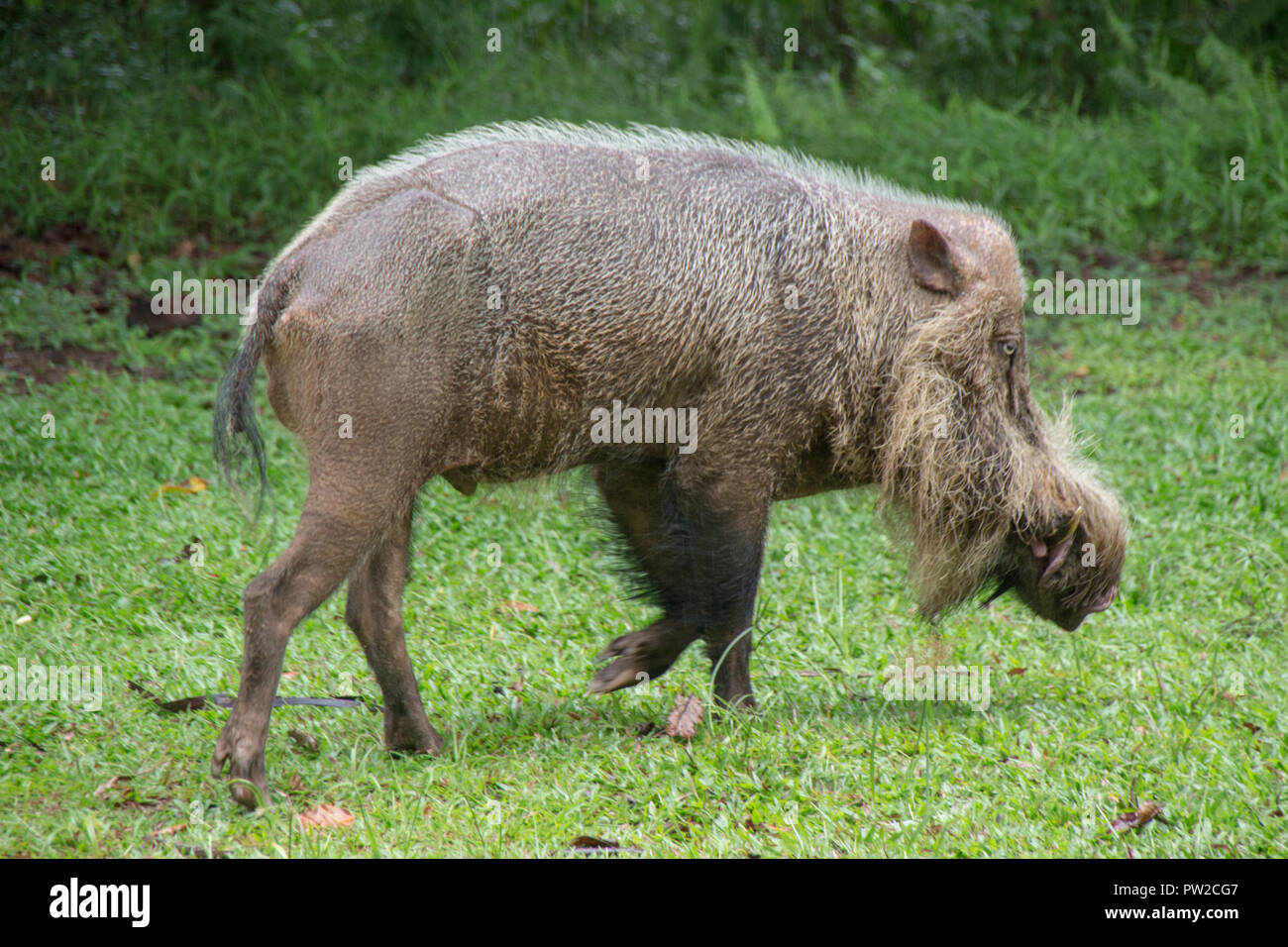 Wild Bornesischen bärtigen Schwein im Bako Nationalpark, Kuching, Borneo Stockfoto