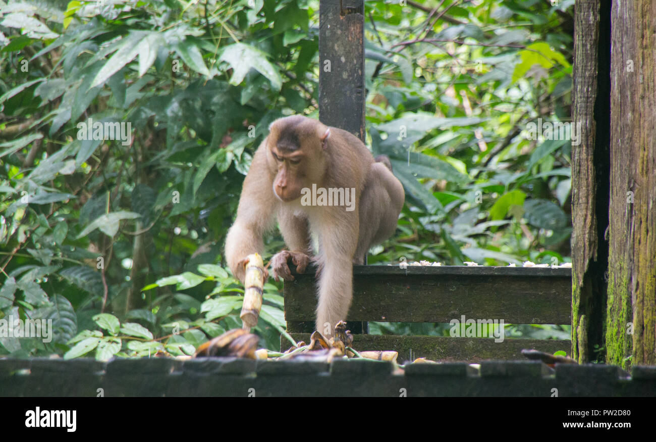 Makaken auf der Insel Borneo Stockfoto