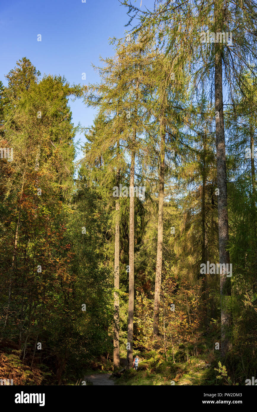 Herbstfarben im Wald mit walkes genießen den Sonnenschein. Stockfoto