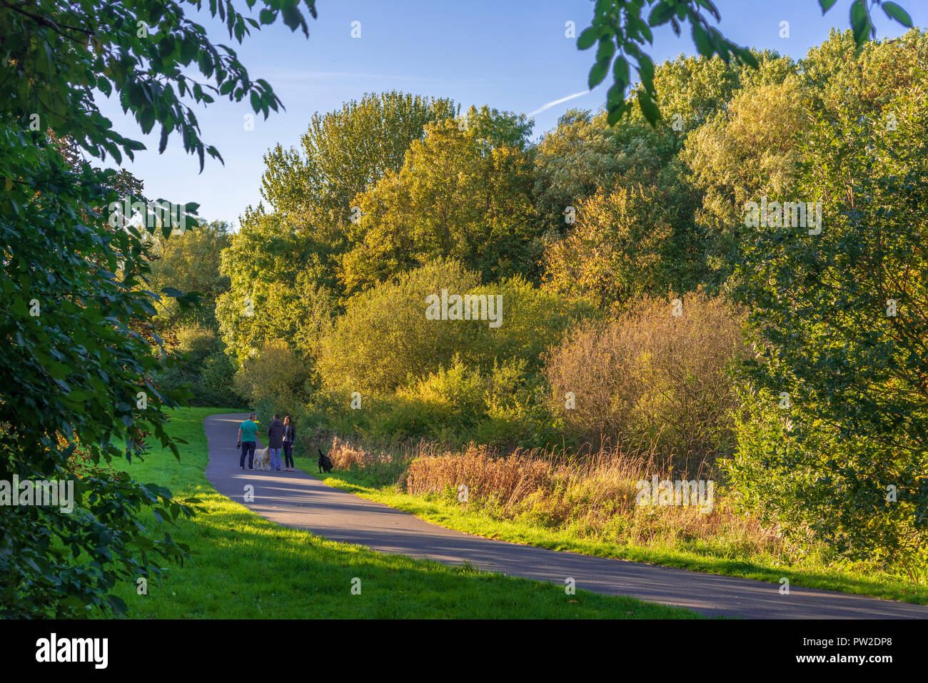 Hund Wanderer auf einem Waldweg im Herbst Farben Stockfoto