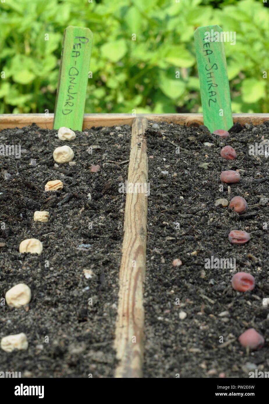 Pisum sativum. Aussaat Erbsensamen, 'Vorwärts' und 'Shiraz' mangetout Sorten in einer Holz- fach die Pflanzen unter der Abdeckung zu starten, Großbritannien Stockfoto