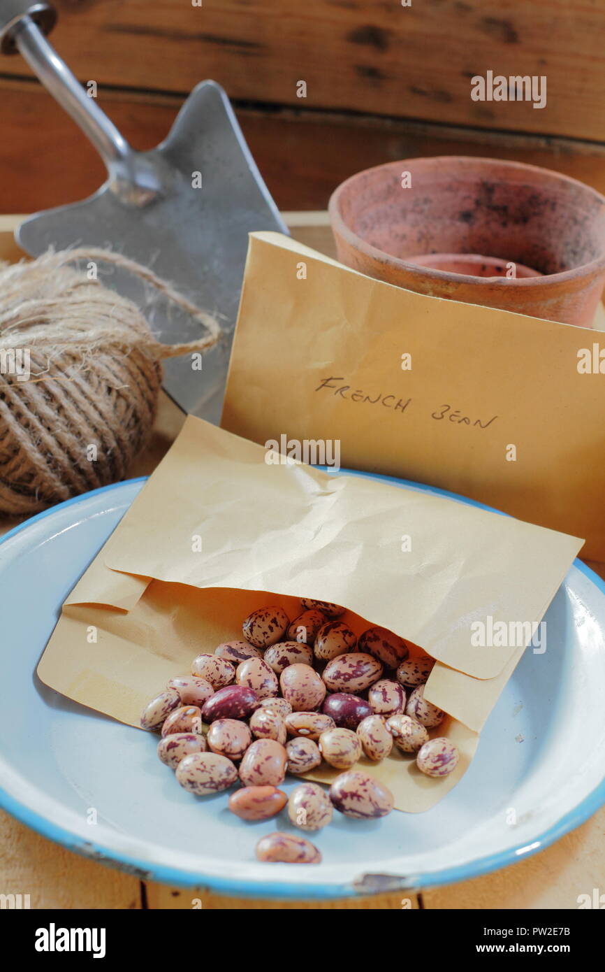 Borlotti Bohnen Samen 'Lingua di Fuoco" Vielfalt in Papier Umschlag Potting Shed bereit, zu pflanzen, Großbritannien Stockfoto