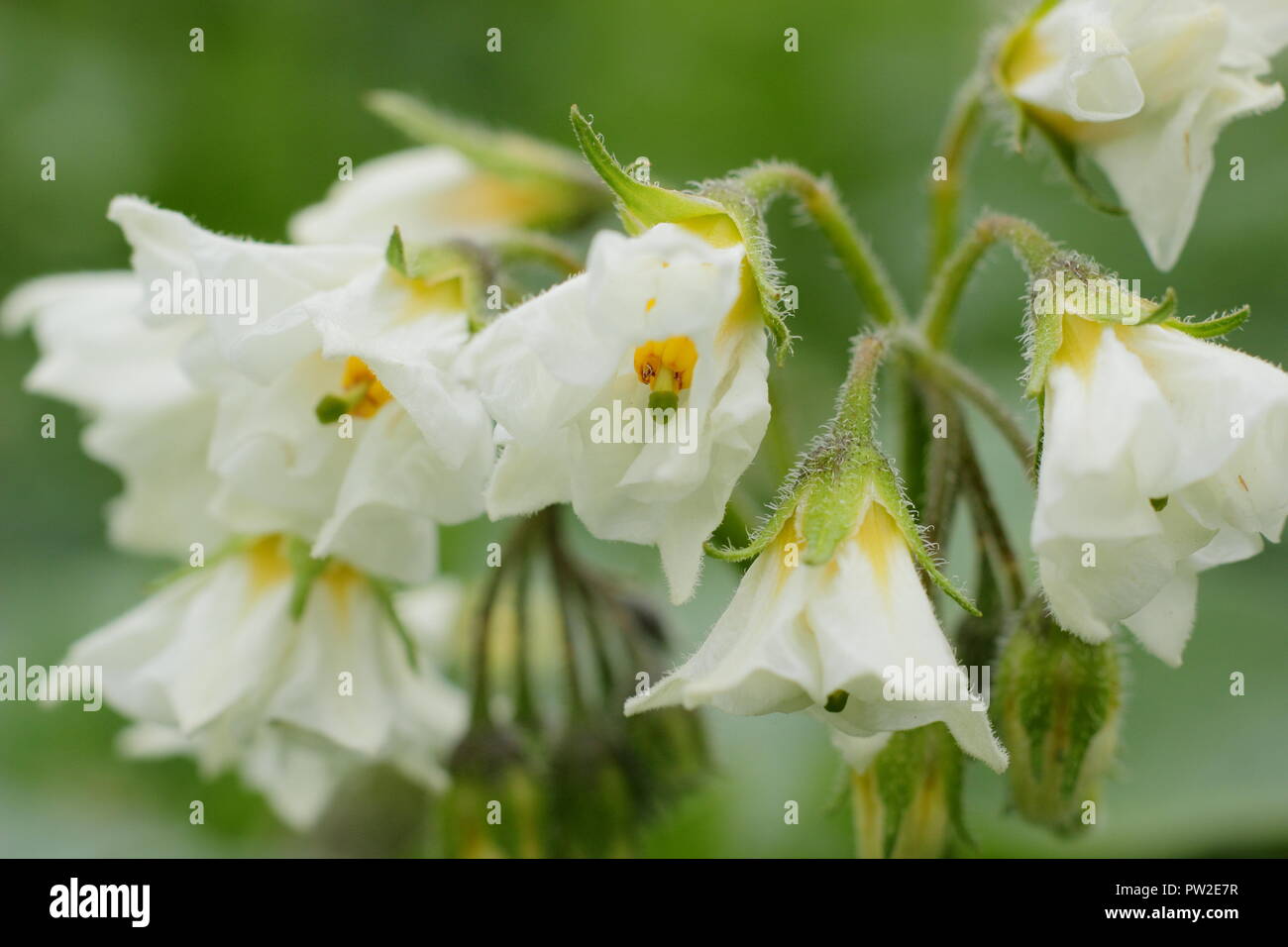 Soalnum tuberosum 'British Queen' Kartoffelsorte in Blüte in einem englischen Küchengarten, Großbritannien Stockfoto