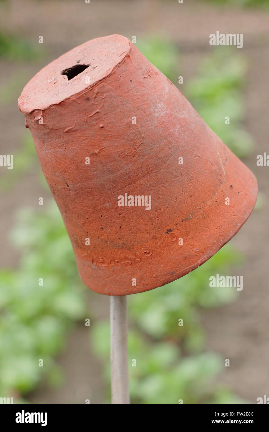 Zuckerrohr toppers. Tontöpfe auf Garten Stöcke zu markieren die Gemüsebeete und helfen Auge Verletzung verhindern, wenn Bücken Stockfoto