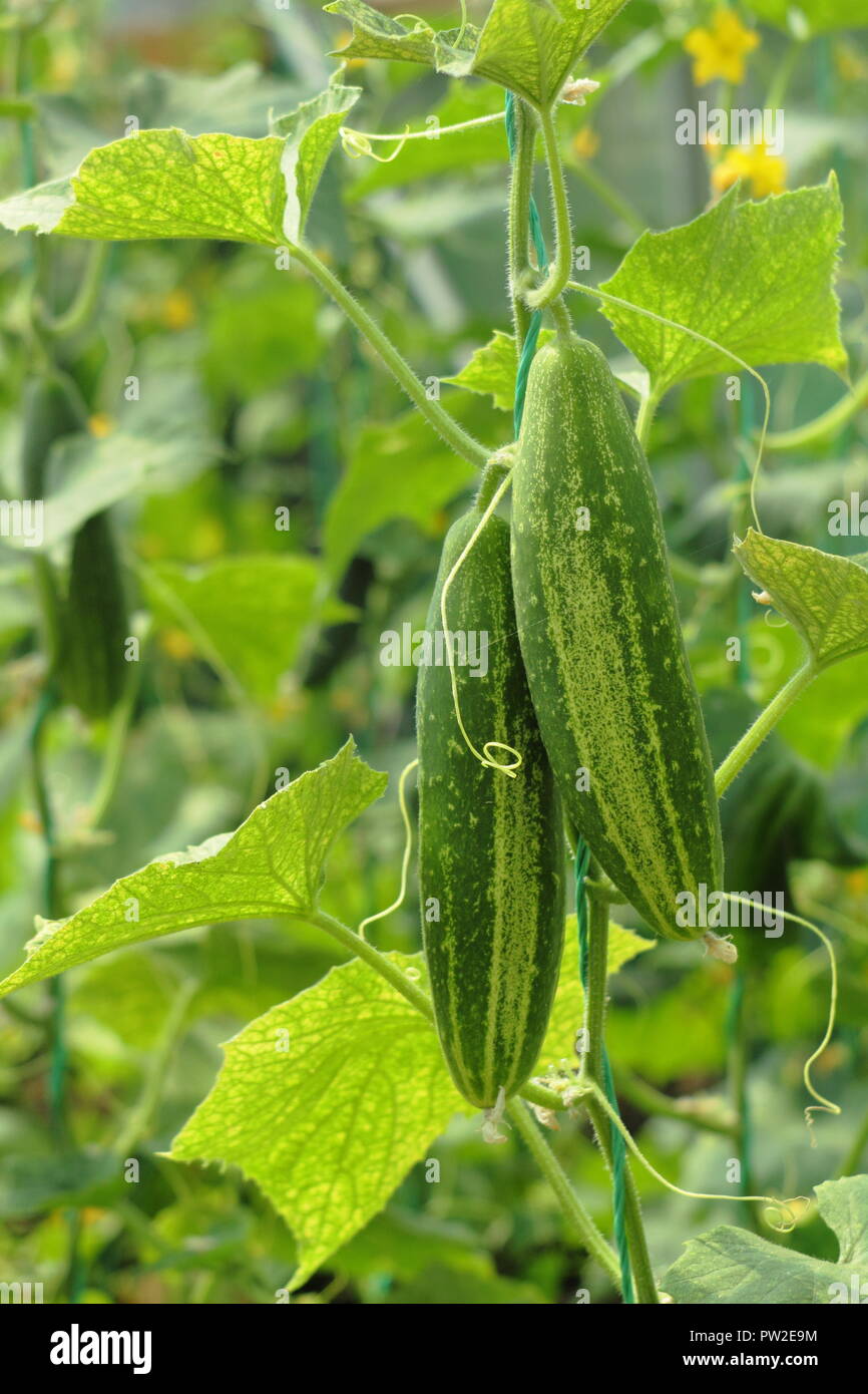 Cucumis sativus. Gurke 'Delikate B", eine Gurke zum Beizen, senkrecht nach oben wachsenden eine Zeichenfolge in einem Gewächshaus bevorzugt Stockfoto