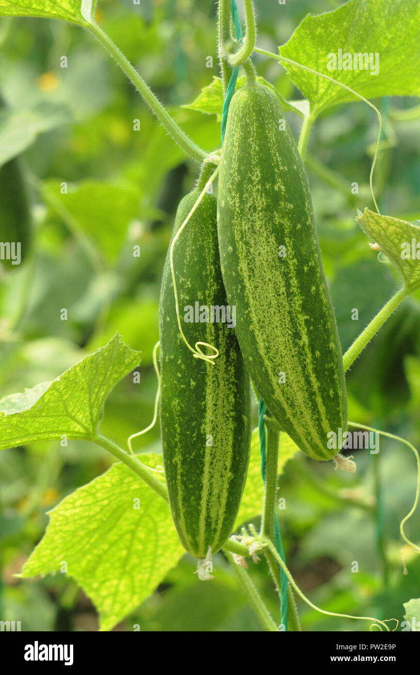 Cucumis sativus. Gurke 'Delikate B", eine Gurke zum Beizen, senkrecht nach oben wachsenden eine Zeichenfolge in einem Gewächshaus bevorzugt Stockfoto