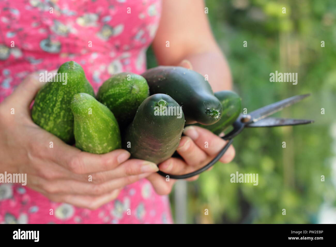 Cucumber cucumbers Fotos und Bildmaterial in hoher Auflösung Alamy