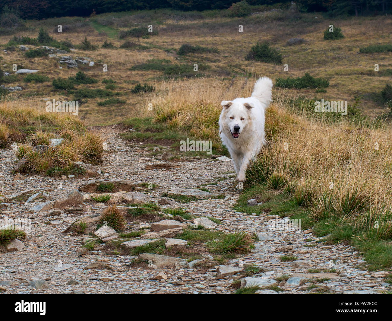 Herrlich großen weißen Hund läuft frei in seiner natürlichen Umgebung. Maremma, Färöisch Sheepdog. Stockfoto