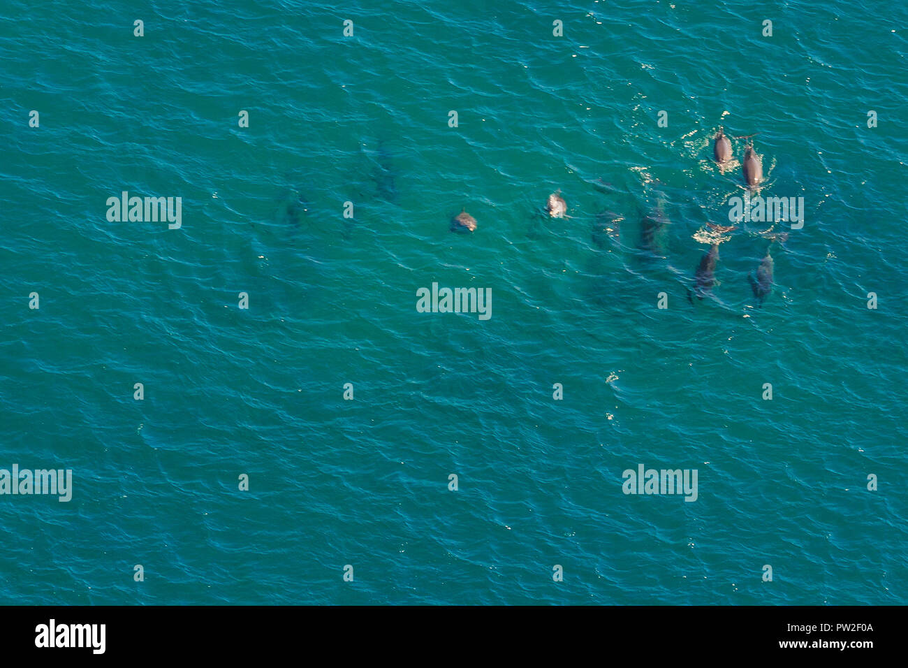 Gruppe der Wale in St. Lucia, Südafrika, eines der besten Safari Destinationen. Luftaufnahme. Whale Watching während der Migration zwischen Juni und November im Winter. Stockfoto