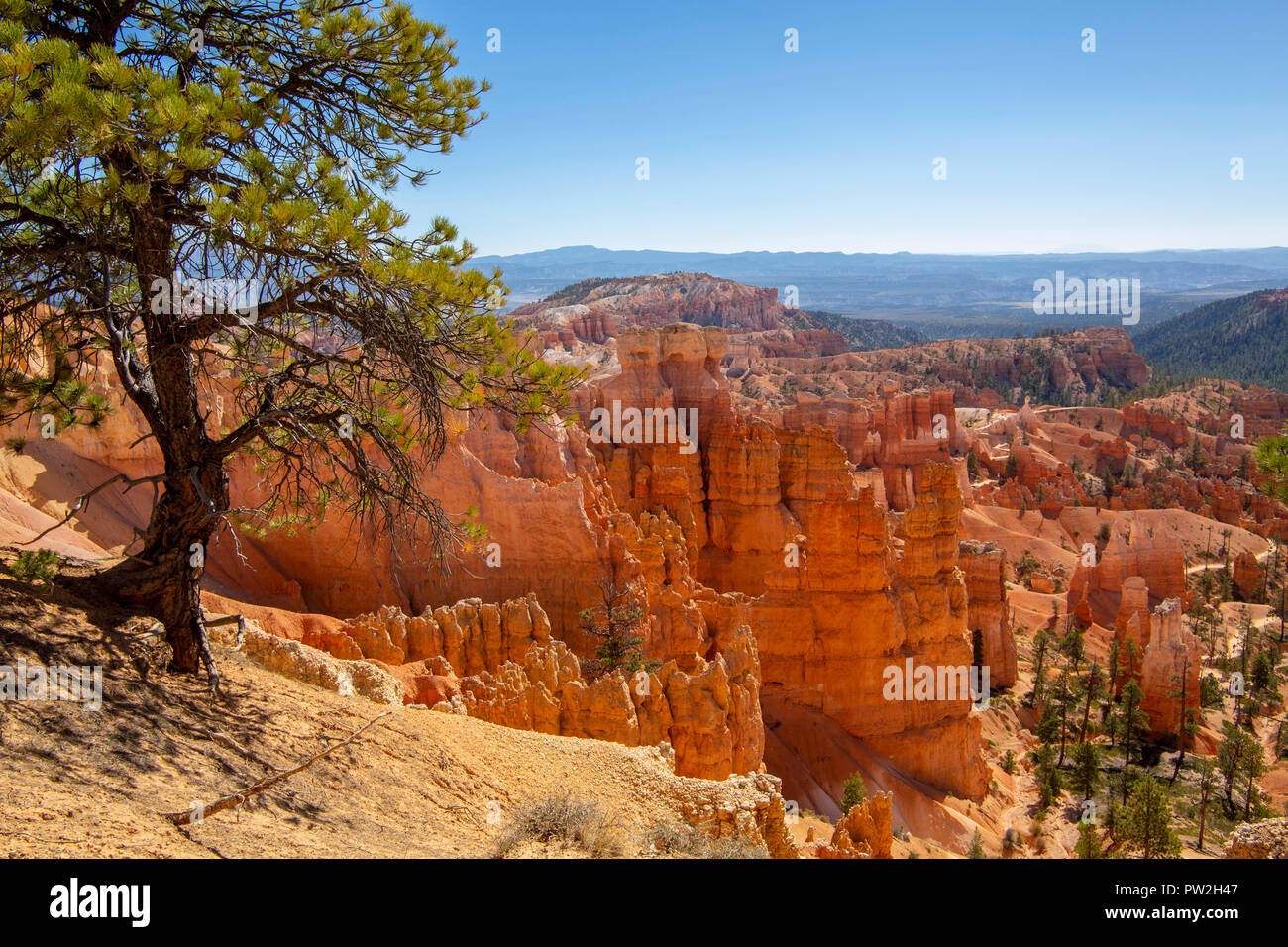 Bryce Canyon National Park in Utah Stockfoto