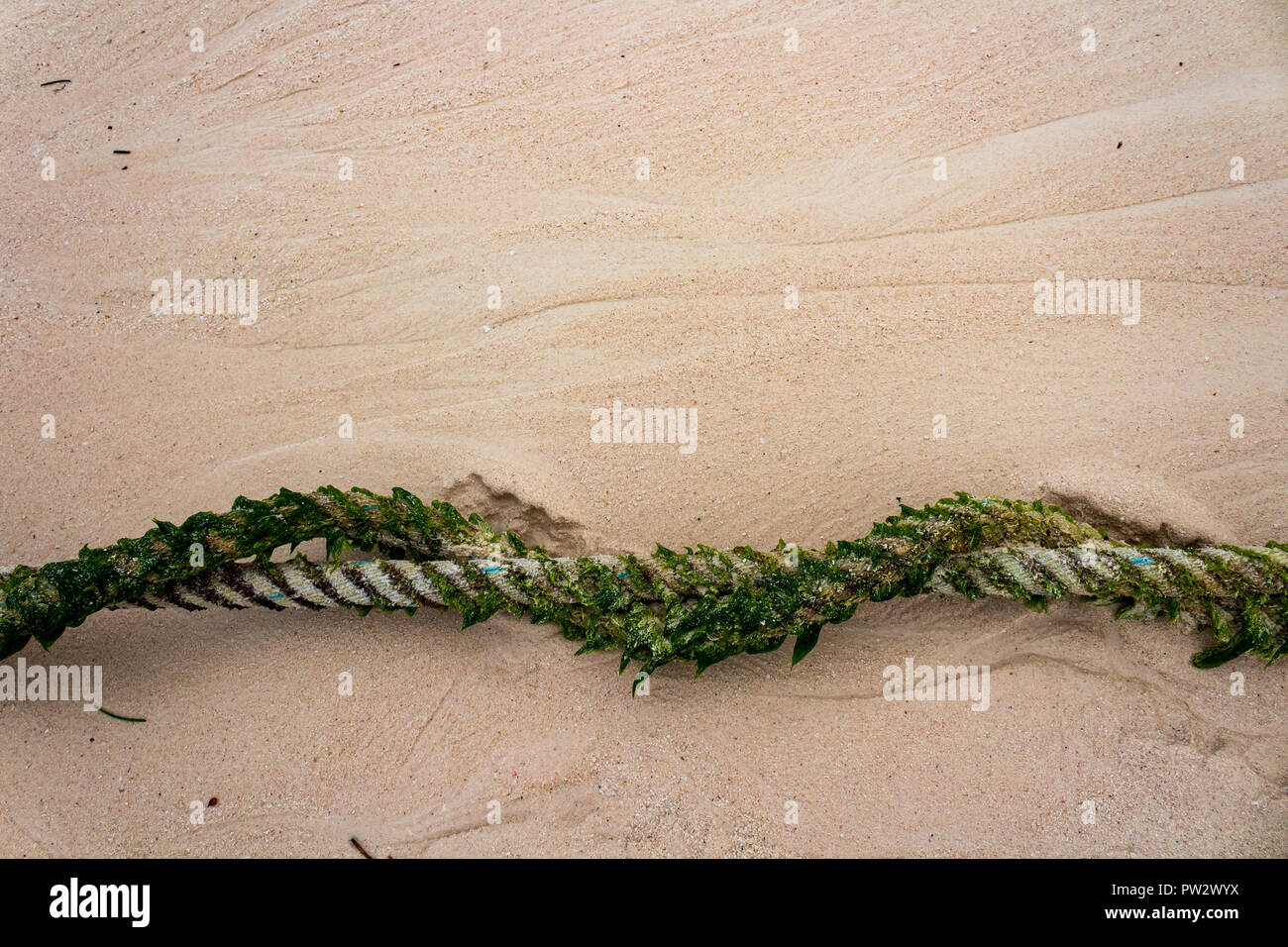 Festmacher Seil in Algen am Strand bedeckt. Sandy Hintergrund, verdrehen Seil hat Algen in Muster überwuchert. Stockfoto