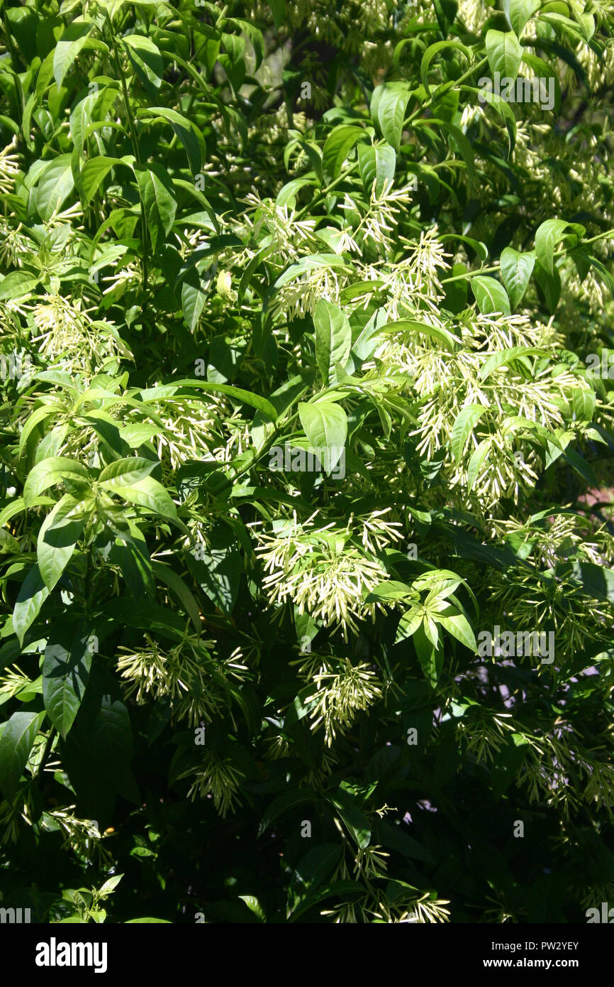 Cestrum nocturnum (Nacht-blühenden Jasmin, Nacht-blühenden cestrum und raatrani), ist eine Pflanzenart aus der Gattung der Cestrum in der Familie der Solanaceae Stockfoto
