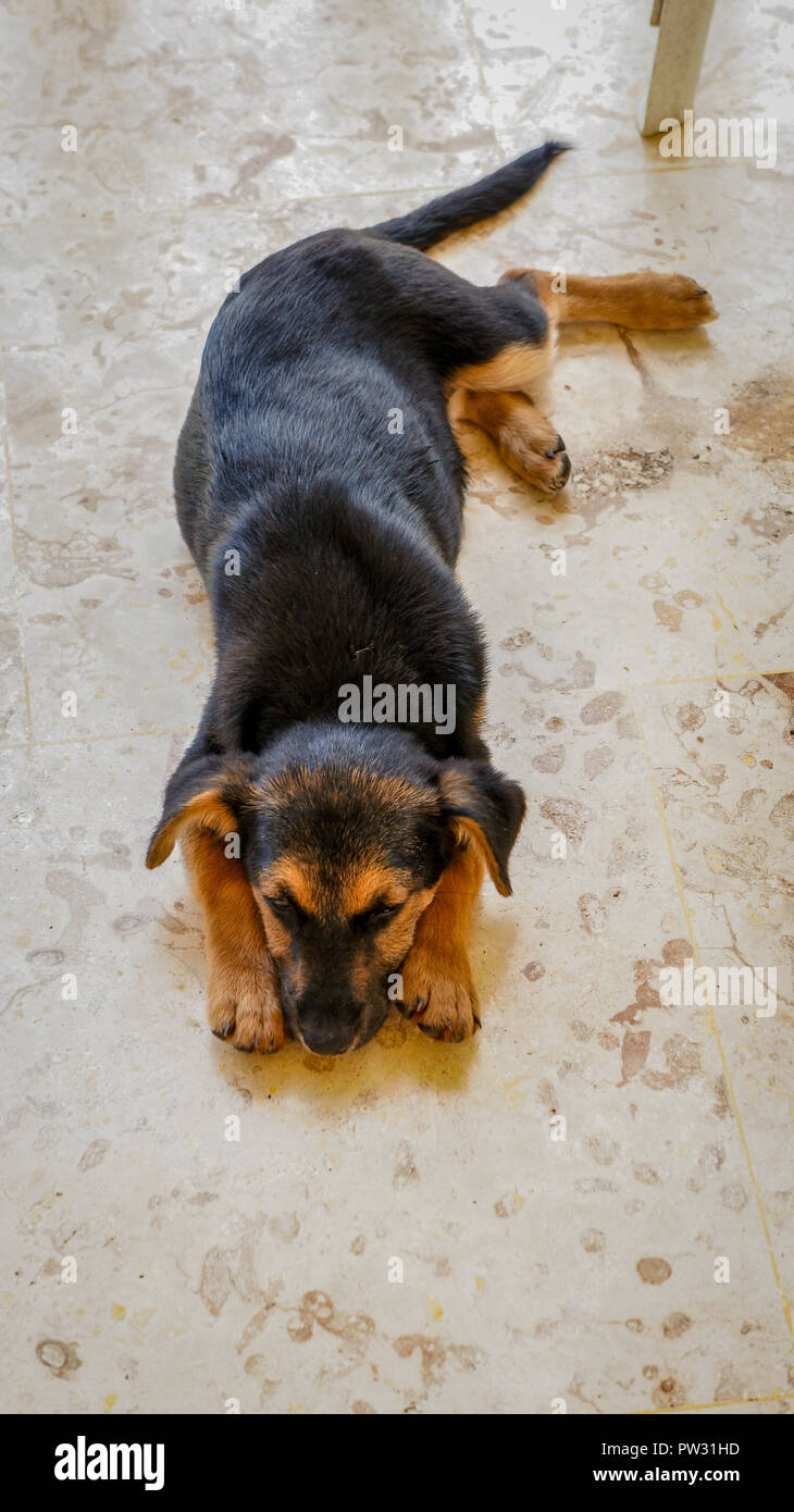 Welpe Hund Ausruhen nach Spielen Stockfoto