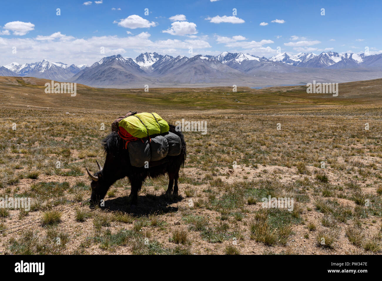 Yak verpackt für die Expedition von Keng Shiber Kara Jilga mit afghanischen Große Pamir im Hintergrund, Pamir, Gorno-Badakhshan, Tadschikistan. Stockfoto