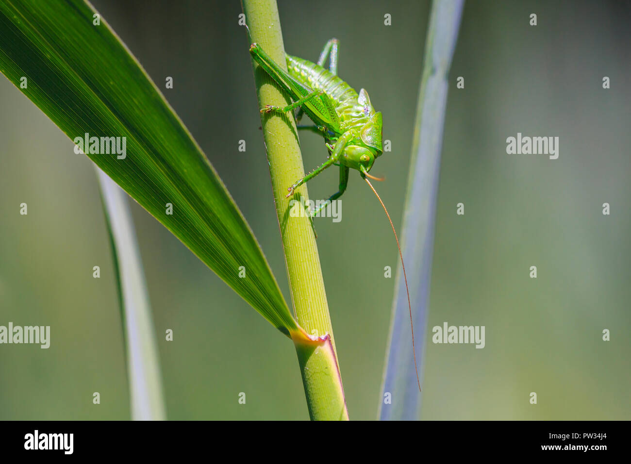 Eine große grüne Bush-Cricket, Tettigonia Viridissima Makro Nahaufnahme. Stockfoto