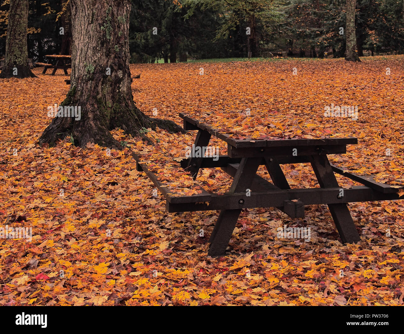 Geschlossen für die Jahreszeit Campingplatz in Blättern bedeckt Stockfoto