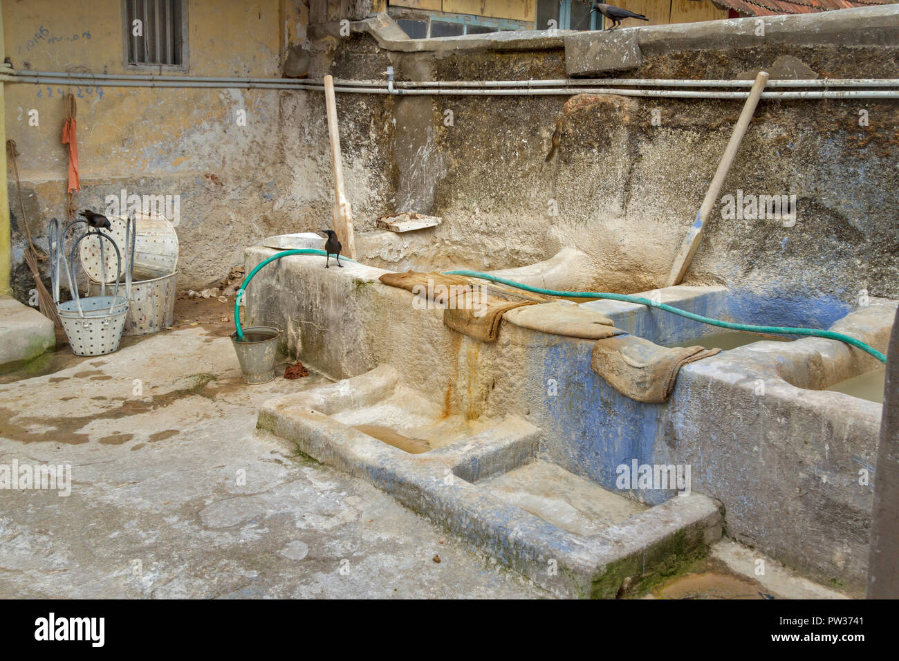 COCHIN KOCHI IN INDIEN VORBEREITUNG DER SONNE getrockneten Ingwer Knollen oder Rhizomen TANKS, wo KALK WASCHEN IST MIT DEM INGWER ANGEWENDET Stockfoto