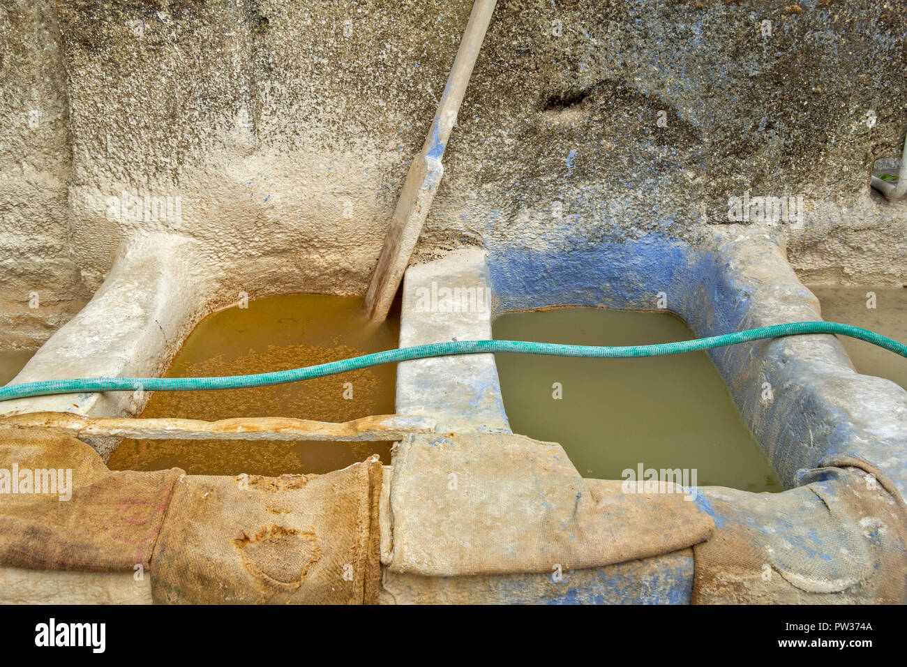 COCHIN KOCHI IN INDIEN VORBEREITUNG DER SONNE getrockneten Ingwer Knollen oder Rhizomen zwei Tanks, wo KALK WASCHEN IST MIT DEM INGWER ANGEWENDET Stockfoto