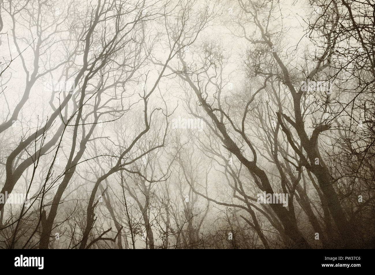 Blick in den Himmel in einer nebligen Winter woodland bearbeitet eine alte, staubige, Sepia getont Look zu haben Stockfoto