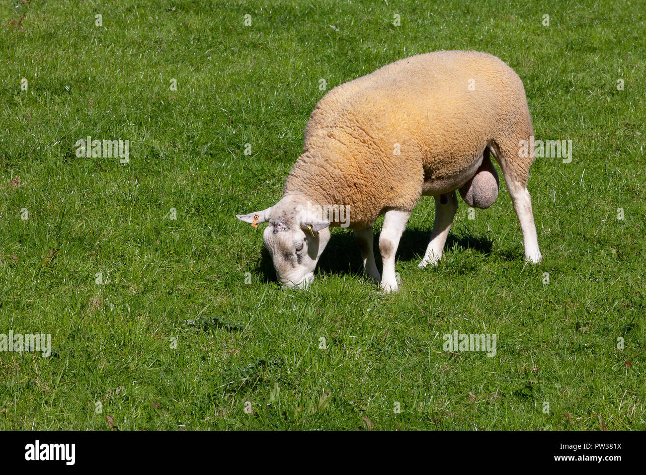 Ein Waliser ram Stockfoto