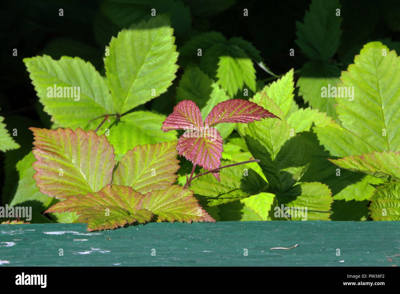 Violetten und grünen Blätter in hellem Sonnenlicht mit dunklen Hintergrund Stockfoto