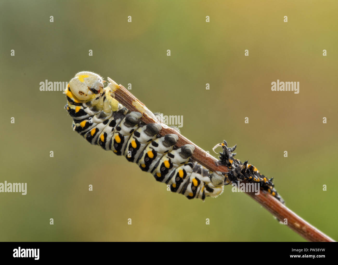 4. instar der Schwalbenschwanz Schmetterling Raupe, direkt nach der Häutung, immer noch mit einem hellen Kopf und die exuviae, die Gehäutet alte Haut, Stockfoto