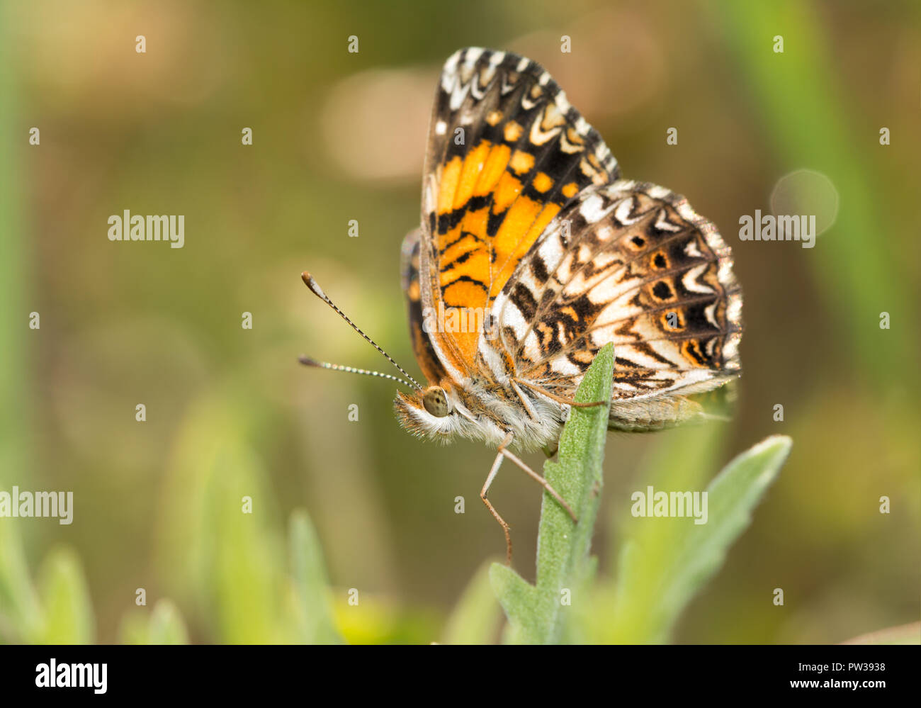 Ventrale Ansicht eines frisch eclosed, winzig, Gorgone Checkerspot butterfly thront auf einem Blatt im Sommer Sonne Stockfoto