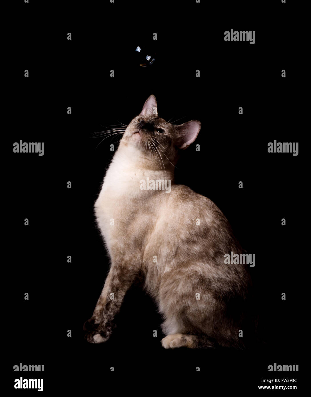 Schönes Tortie Point siamesische Katze in einer Luftblase schwebt über Ihr suchen, auf dunklem Hintergrund Stockfoto