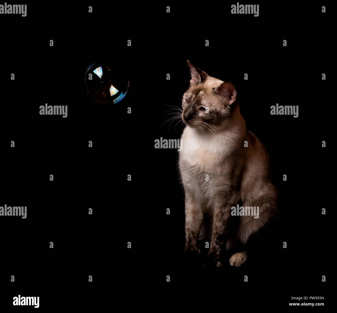 Tortie Point Siamesische Katze beobachten eine Blase schweben in Font von ihr, auf dunklem Hintergrund Stockfoto
