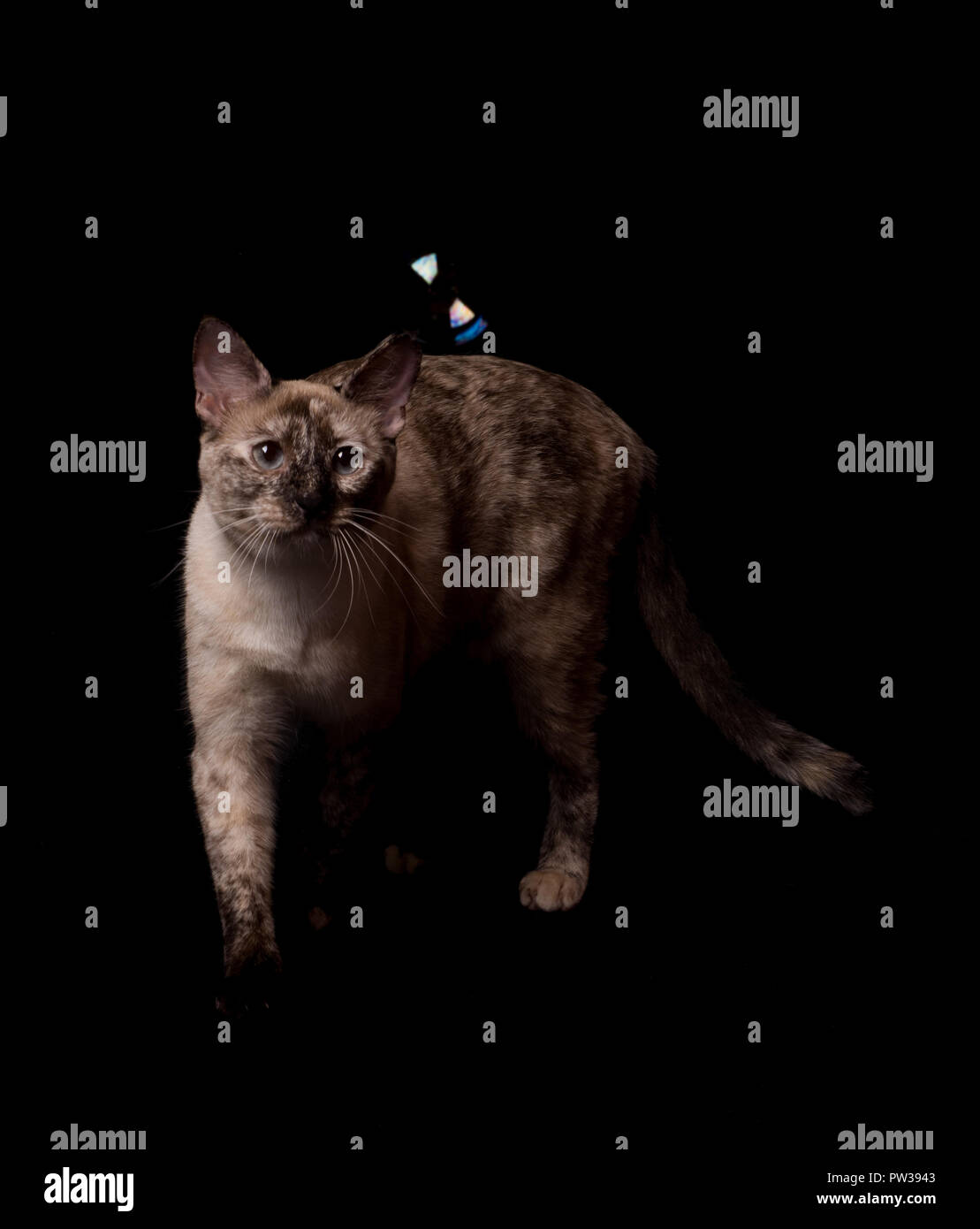 Tortie Point Siamesische Katze nach einer schwebenden Blase, auf dunklem Hintergrund Stockfoto