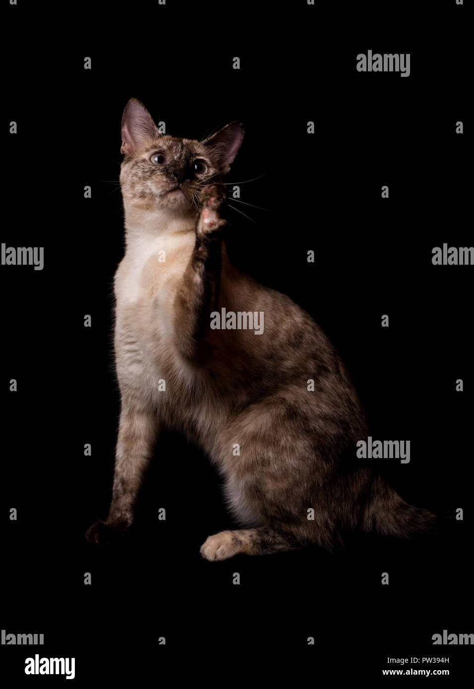 Tortie Point Siamesische Katze an etwas in der Luft swatting, mit ihrer Pfote, auf dunklen backgrund Stockfoto
