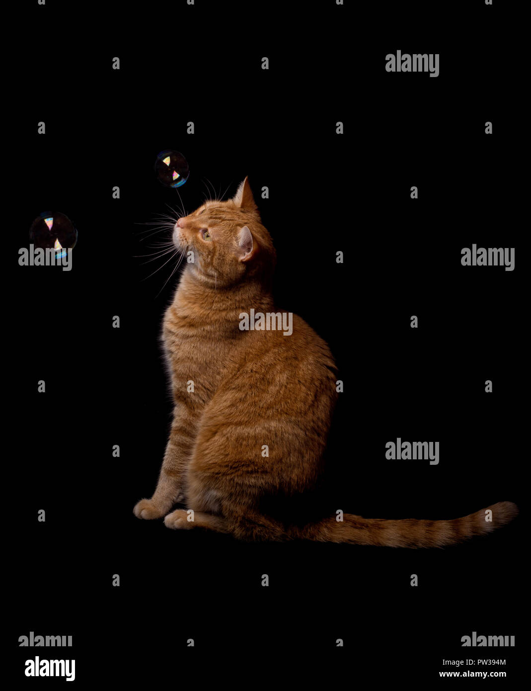 Ginger tabby Cat watching Seifenblasen schweben vor ihm, Seitenansicht, auf dunklem Hintergrund Stockfoto