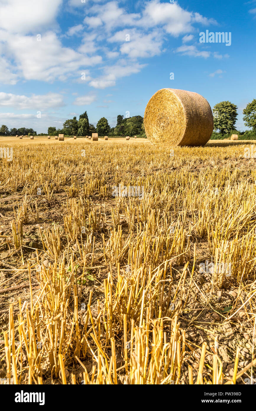 Landwirtschaftlichen Feld mit Strohballen im August, England, Großbritannien Stockfoto