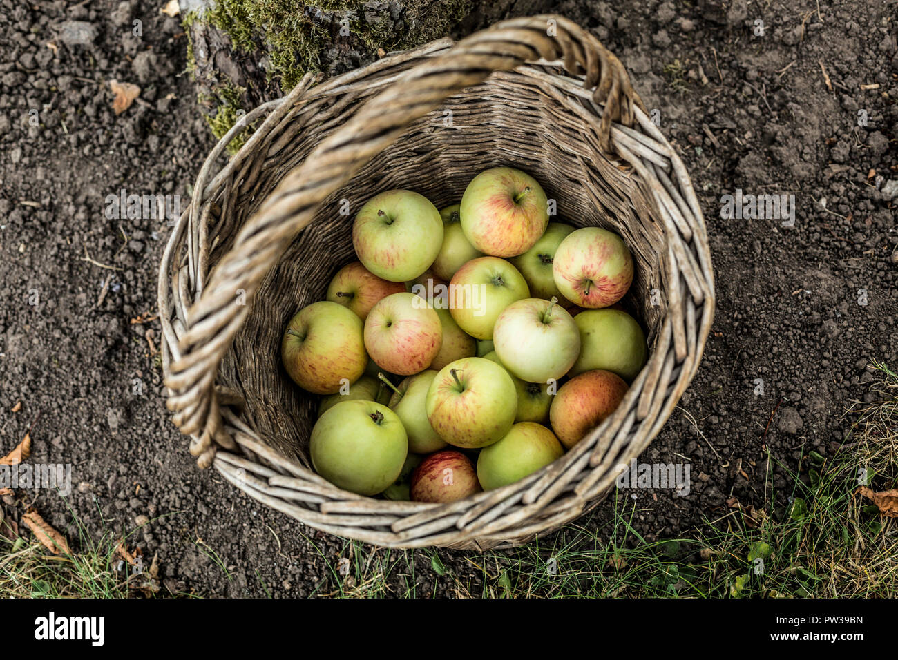 Bio Apfel in runder Weidenkorb Stockfoto