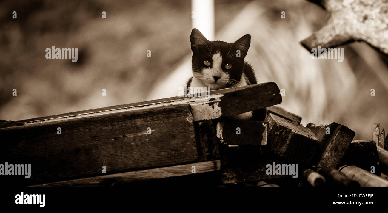 Katze die nächste Mahlzeit zu verzehren. Stockfoto