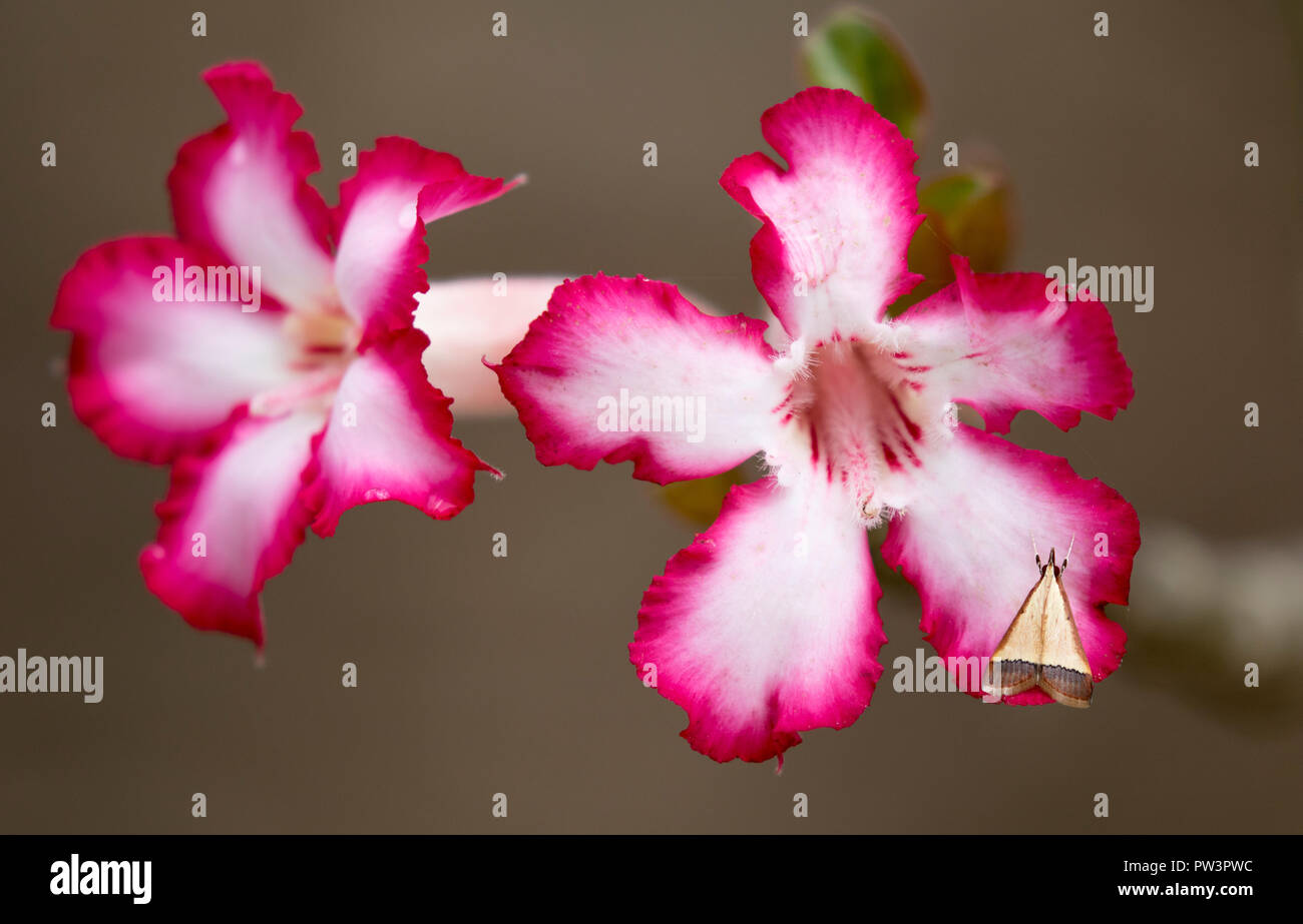 DESERT ROSE (adeniums obesum) mit Motten, gorongosa National Park, Mosambik. Stockfoto