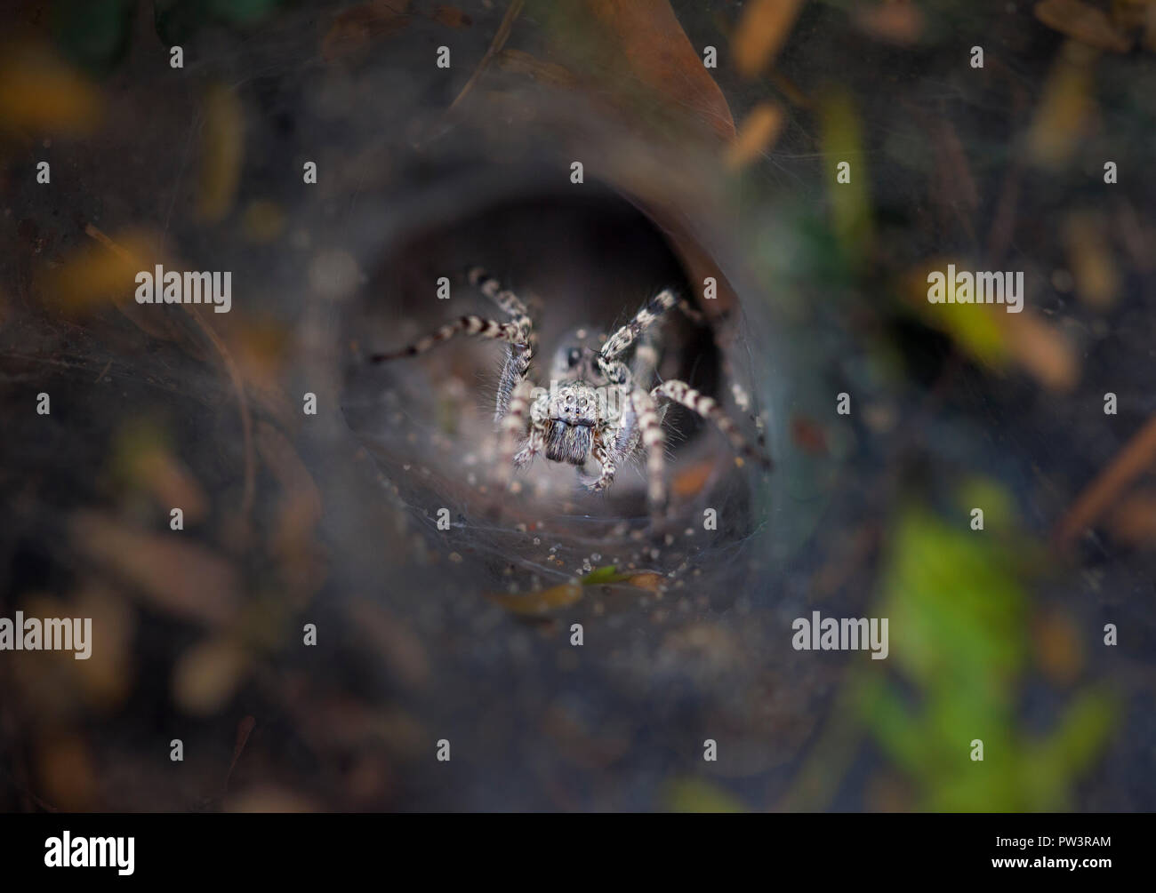 FUNNEL-WEB SPIDER (agelenidae), Erwachsene im Web, Dovela, Inharrime, Mosambik. Stockfoto