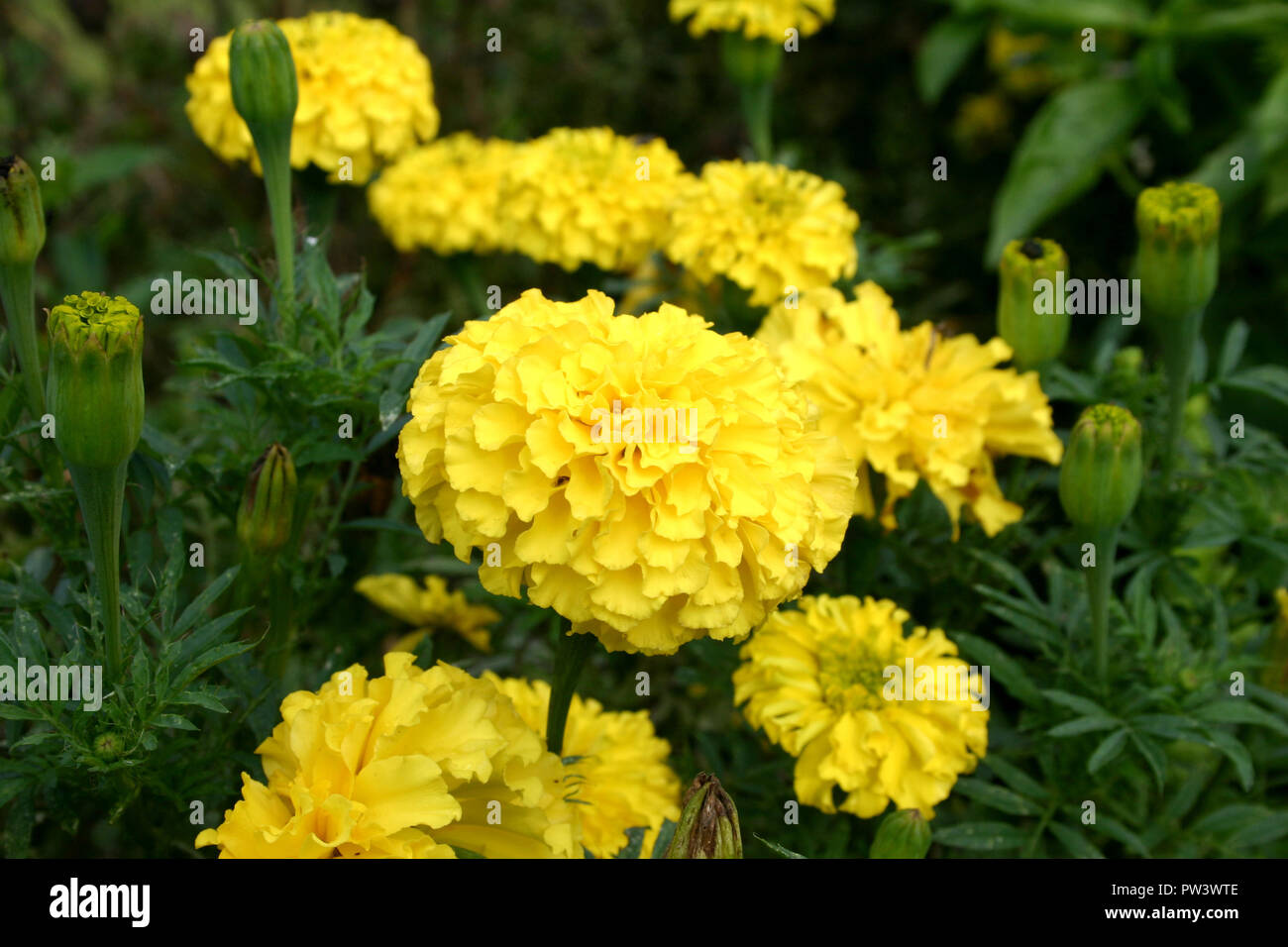Gelbe mexikanische oder aztekische Ringelblumen (Tagetes erecta). Stockfoto