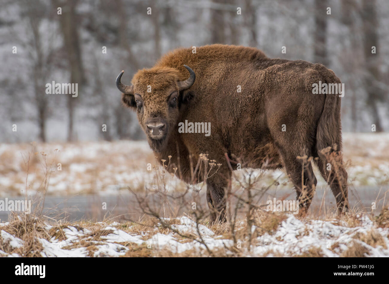 Europäische Bison (Bison Bonasus) Stockfoto