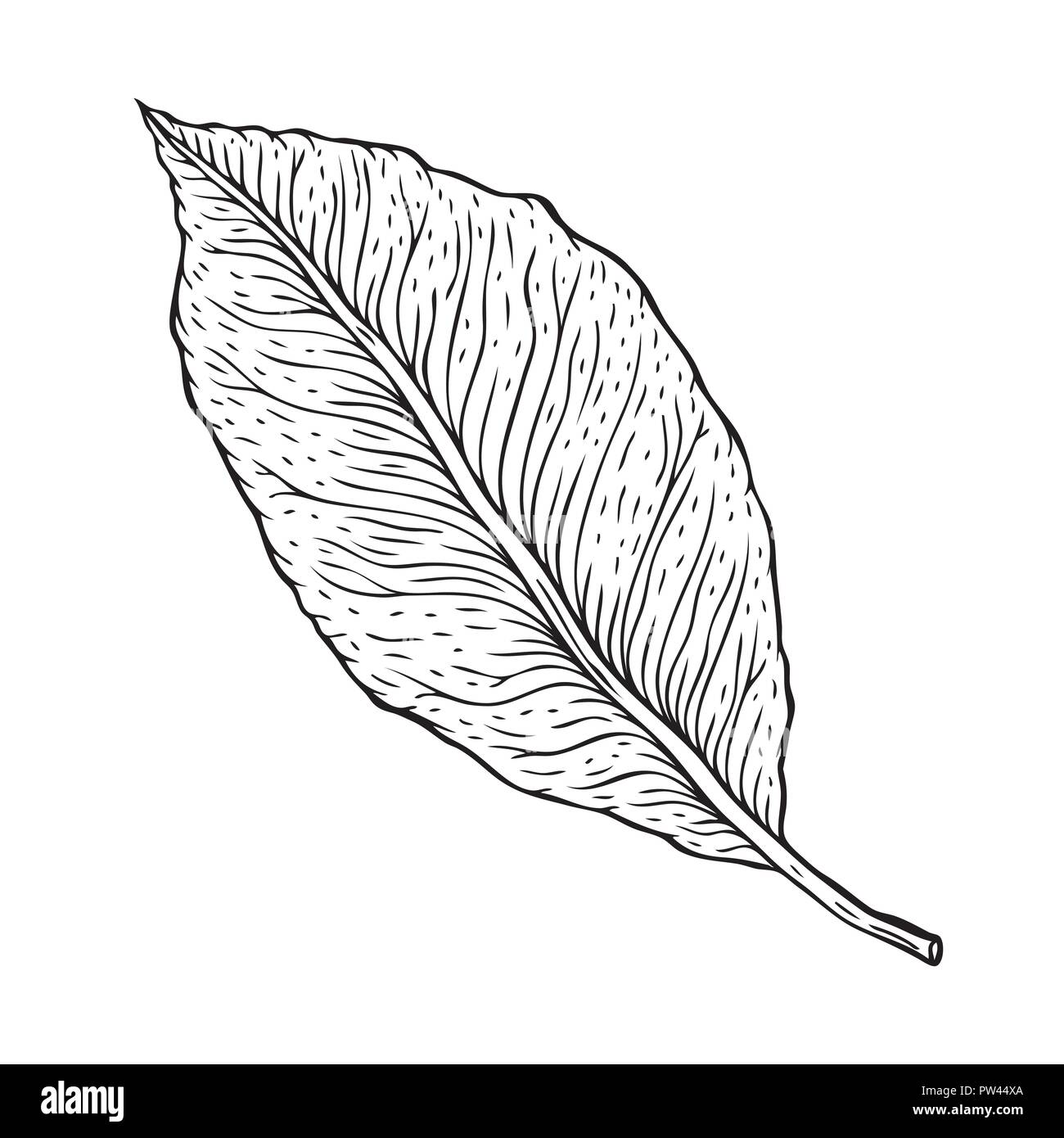 Schöne detaillierte Blatt. Botanical Hand Vektor Kontur gezeichnet