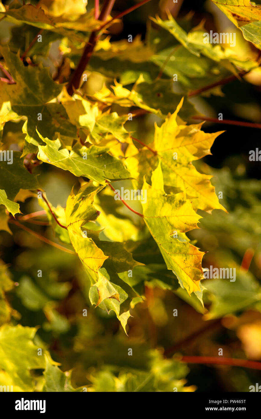 DE-BADEN-WÜRTTEMBERG: Blätter im Herbst Stockfoto