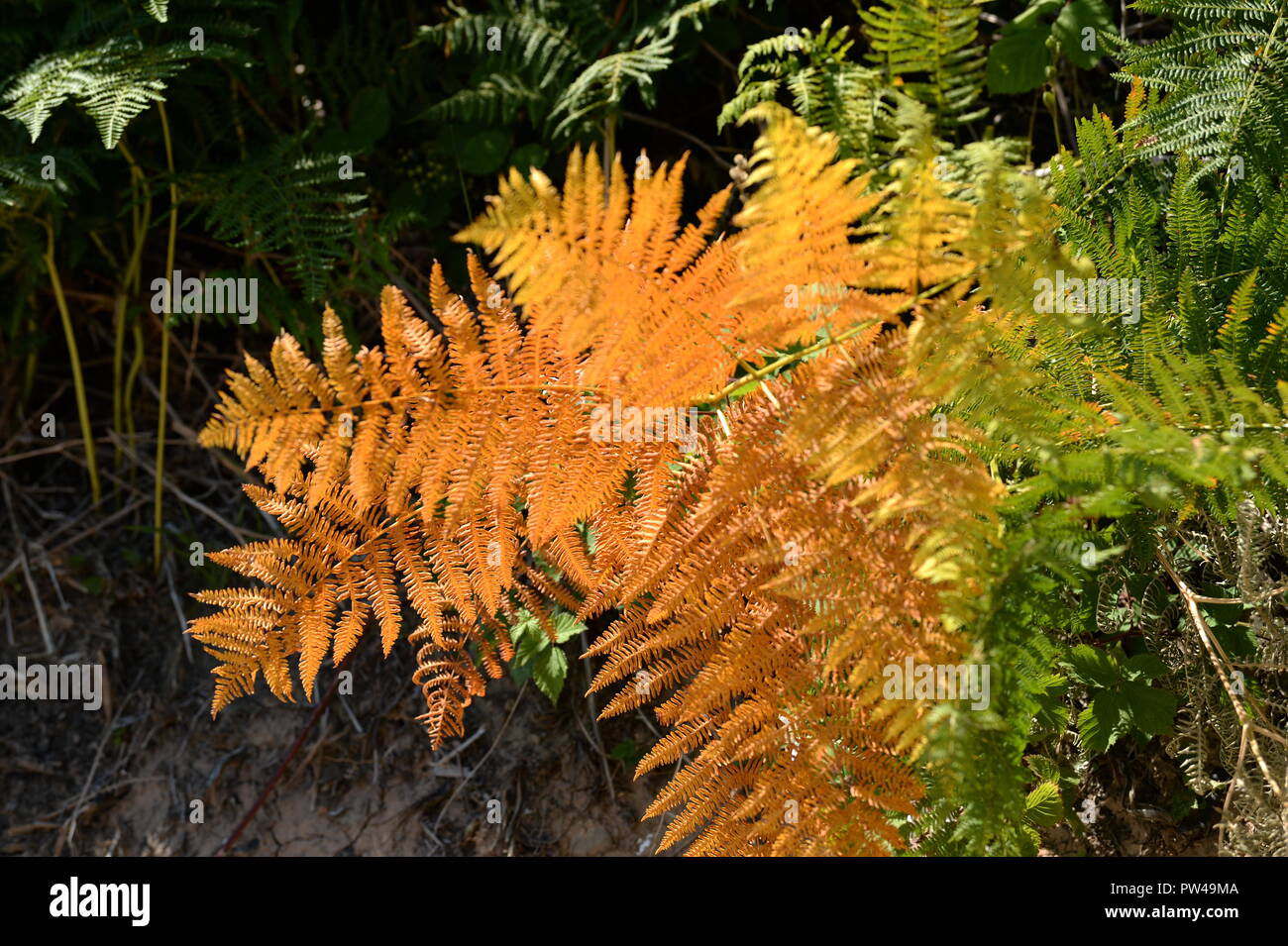 Golden orange farbige bracken Wedel im Herbst goldene Farben Stockfoto