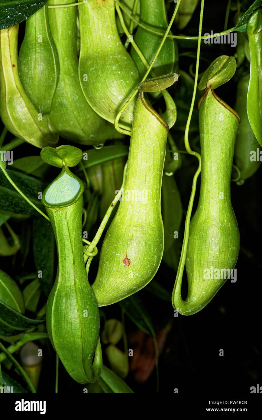 Nepenthes, auch tropischen Krüge Pflanzen genannt, ist eine Pflanzenart aus der Gattung der fleischfressenden Pflanzen. Stockfoto