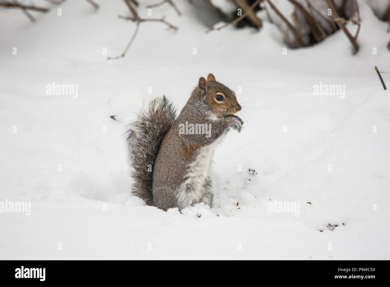 Graue Eichhörnchen im Schnee Stockfoto