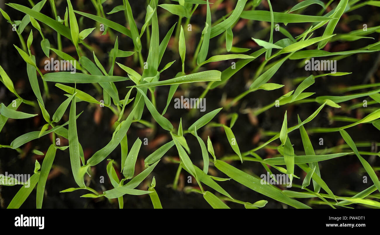 Reispflänzchen verlässt, Ansicht von oben Stockfoto