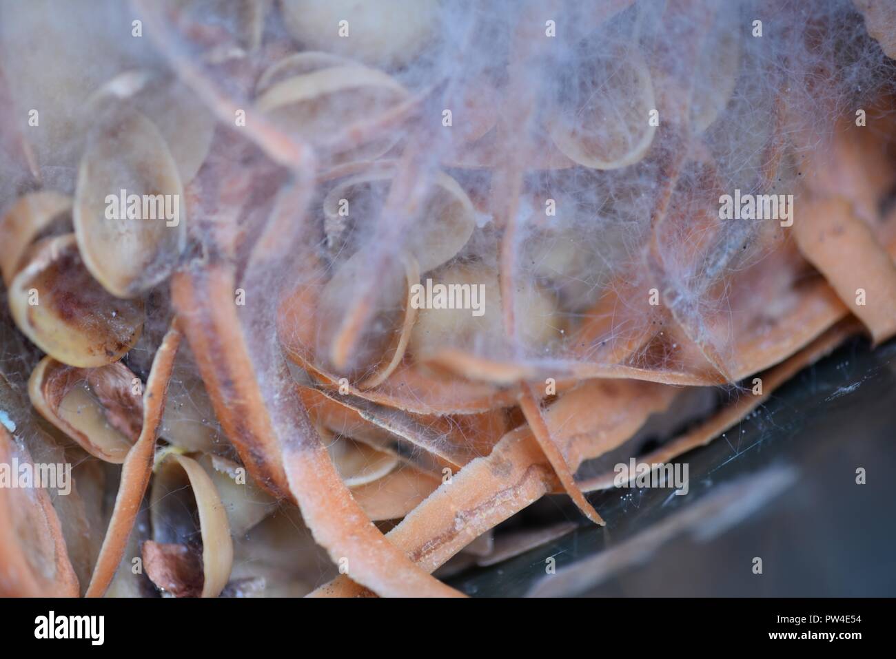 Schimmel Oder Schimmel Grassierende Myzel Sporen Verbreiten Die Verfallende Obst Und Gemuse Sie Auf Entwickelt Haben Stockfotografie Alamy