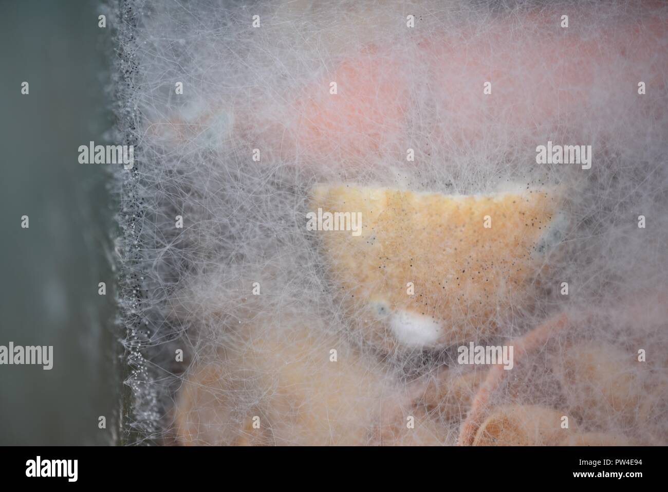 Verbreitet sich myzel