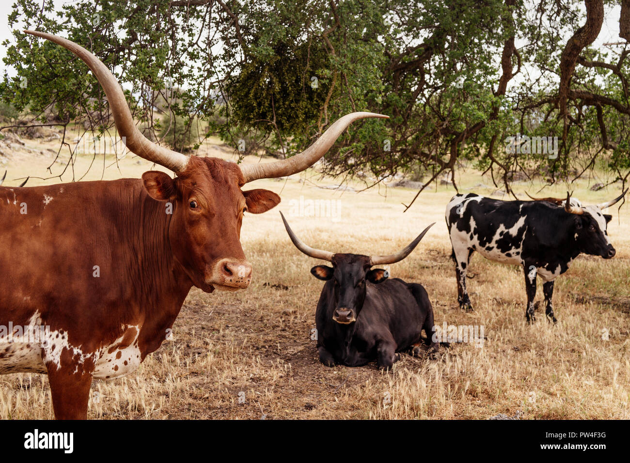 Texas longhorn cattle -Fotos und -Bildmaterial in hoher Auflösung – Alamy