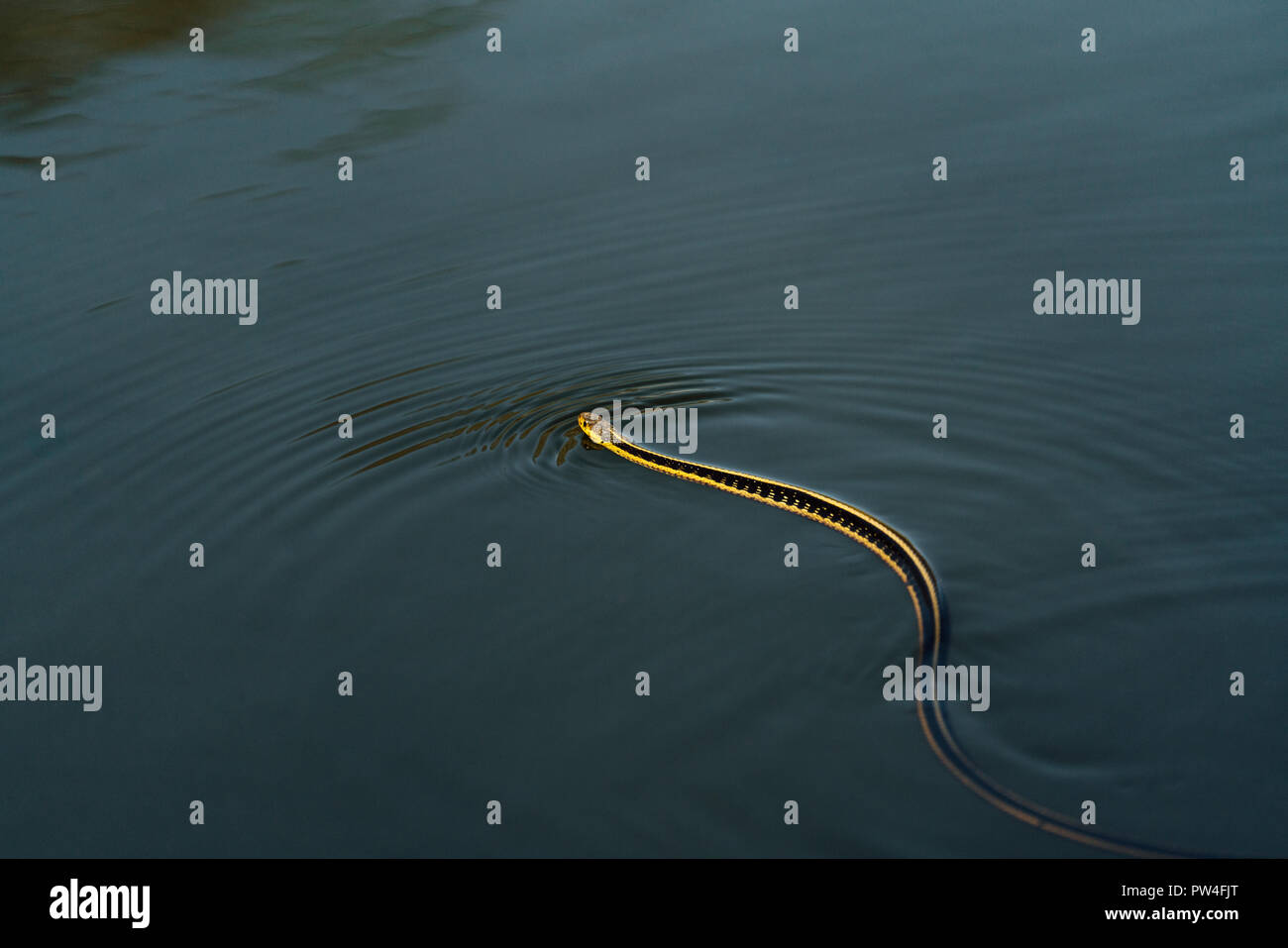 Hohe Betrachtungswinkel von garter snake Schwimmen im See Stockfoto